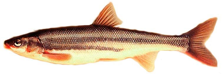 Profile image of Peamouth fish.