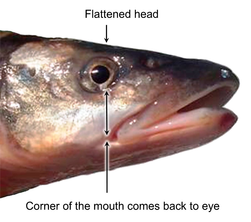 Profile image of Northern Pikeminnow Head.