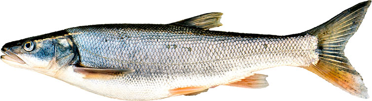 Profile image of Northern Pikeminnow fish.