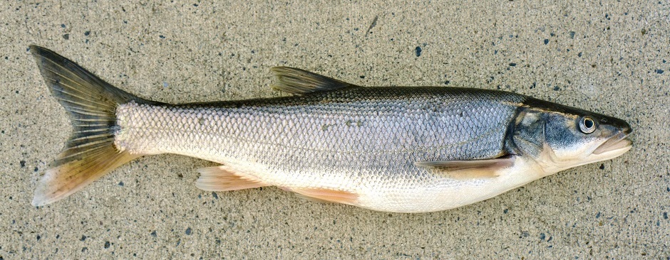 Profile Image of Northern Pikeminnow.
