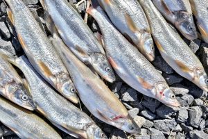 Read more about the article Early Season Opener 2025