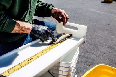 Pikeminnow on a measuring board